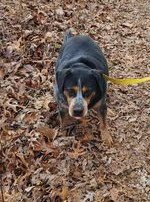 HAMMER - Cattle Dog / Beagle available for adoption