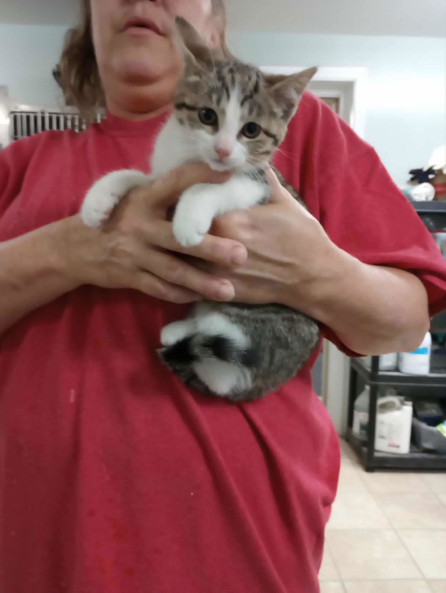 MISSY - Domestic Short Hair / Tabby available for adoption