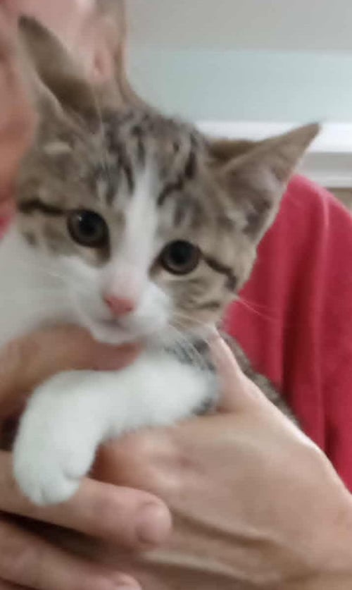MISSY - Domestic Short Hair / Tabby available for adoption