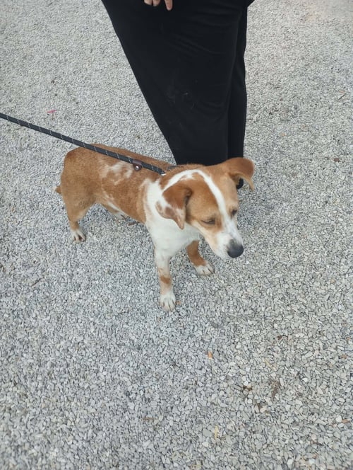 REECIE - Retriever / Spaniel available for adoption