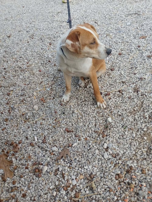 REECIE - Retriever / Spaniel available for adoption