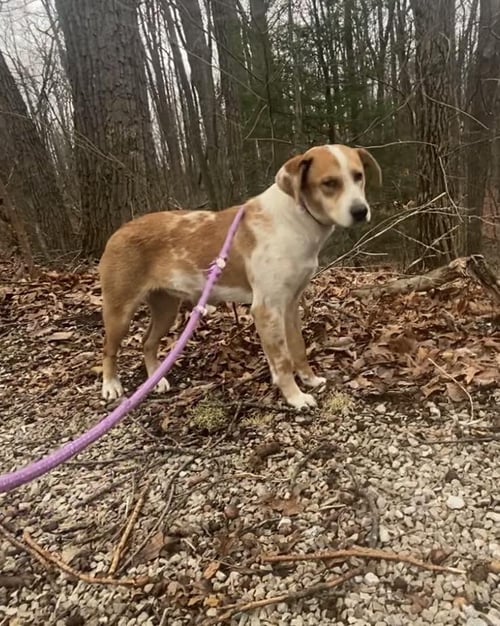 REECIE - Retriever / Spaniel available for adoption