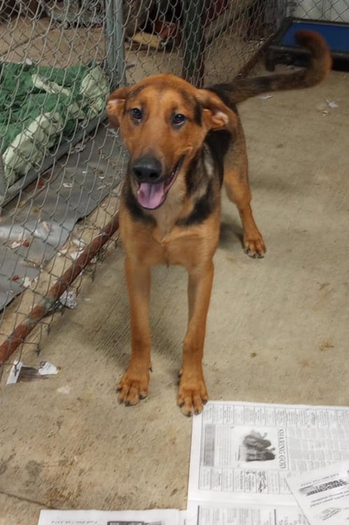SHANE - Doberman Pinscher / German Shepherd Dog available for adoption