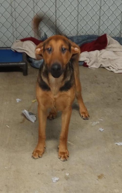SHANE - Doberman Pinscher / German Shepherd Dog available for adoption
