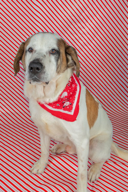 BERNIE - Saint Bernard available for adoption