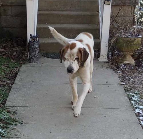 BERNIE - Saint Bernard available for adoption