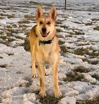 Rosie - Photo 1