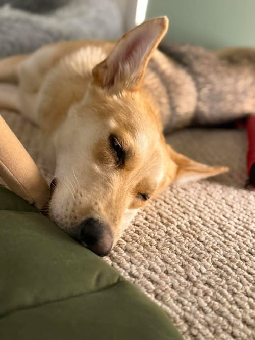 ROSIE - German Shepherd Dog / Husky available for adoption