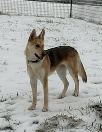 Rosie - Photo 3