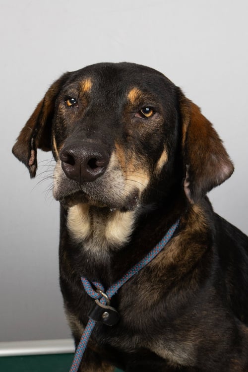 NICK - Shepherd / Beagle available for adoption
