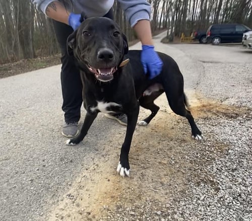SAMMY - Labrador Retriever available for adoption