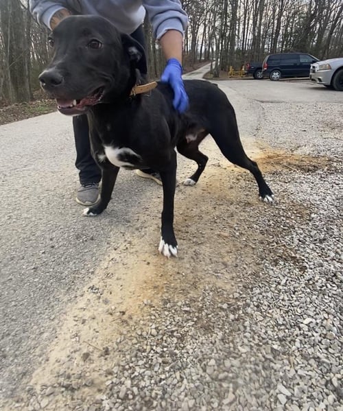 SAMMY - Labrador Retriever available for adoption