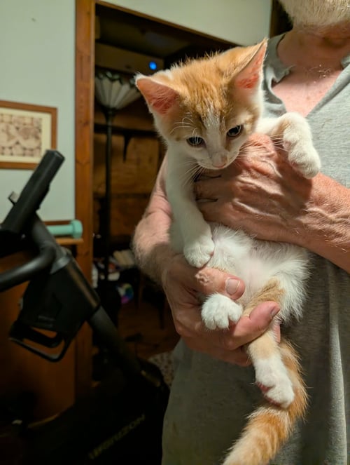 CHUCKIE - Domestic Short Hair available for adoption