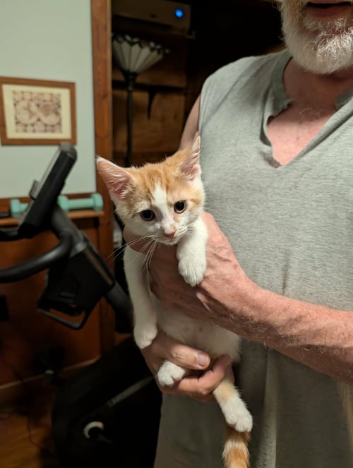 CHUCKIE - Domestic Short Hair available for adoption