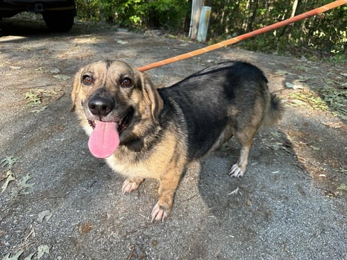 SKIPPY - Beagle / Corgi available for adoption