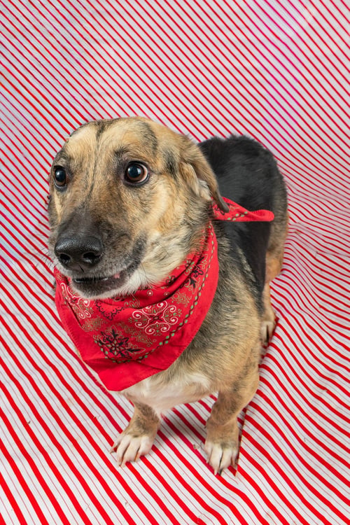 SKIPPY - Beagle / Corgi available for adoption