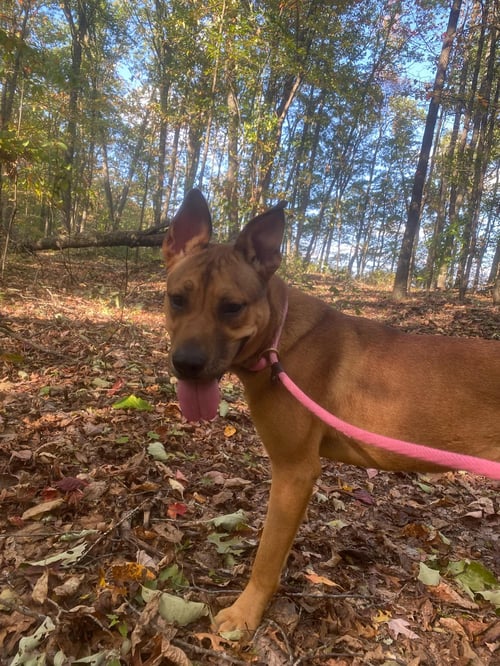 MARKIE - Shepherd / Pit Bull Terrier available for adoption