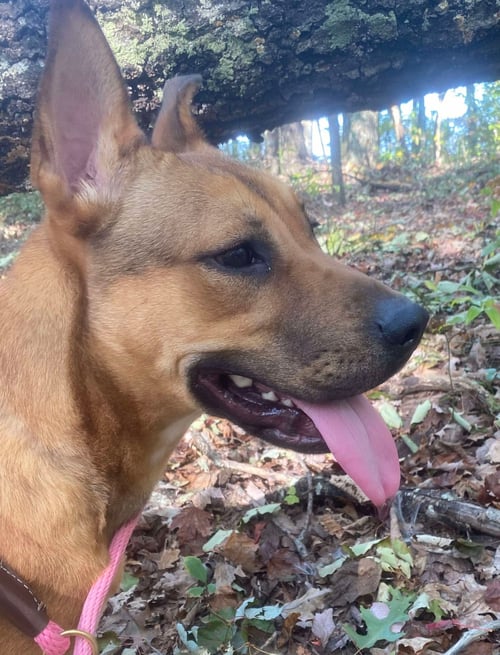 MARKIE - Shepherd / Pit Bull Terrier available for adoption