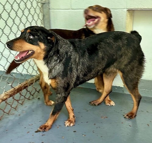 MADONNA - Cattle Dog available for adoption