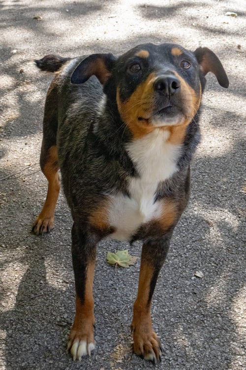 MADONNA - Cattle Dog available for adoption
