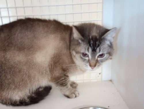 MARIE - Siamese / Domestic Short Hair available for adoption