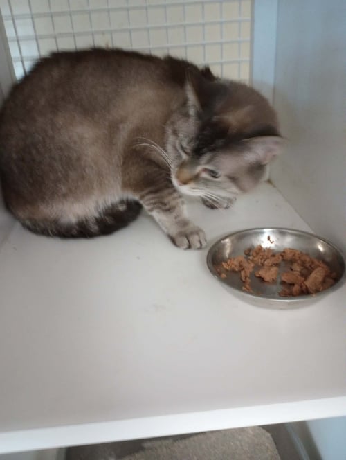 MARIE - Siamese / Domestic Short Hair available for adoption