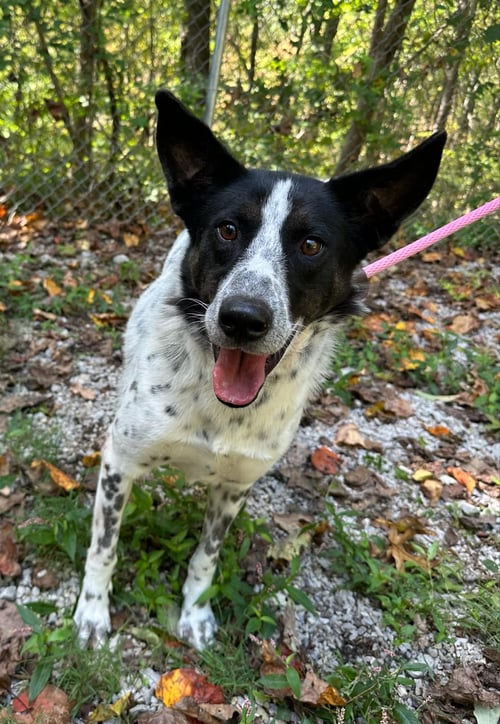 DANNY - Pointer available for adoption