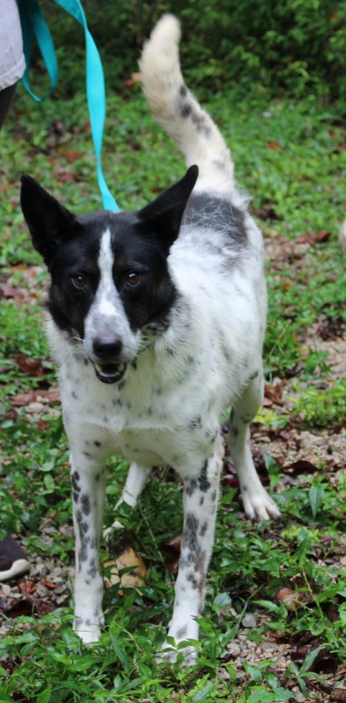 DANNY - Pointer available for adoption