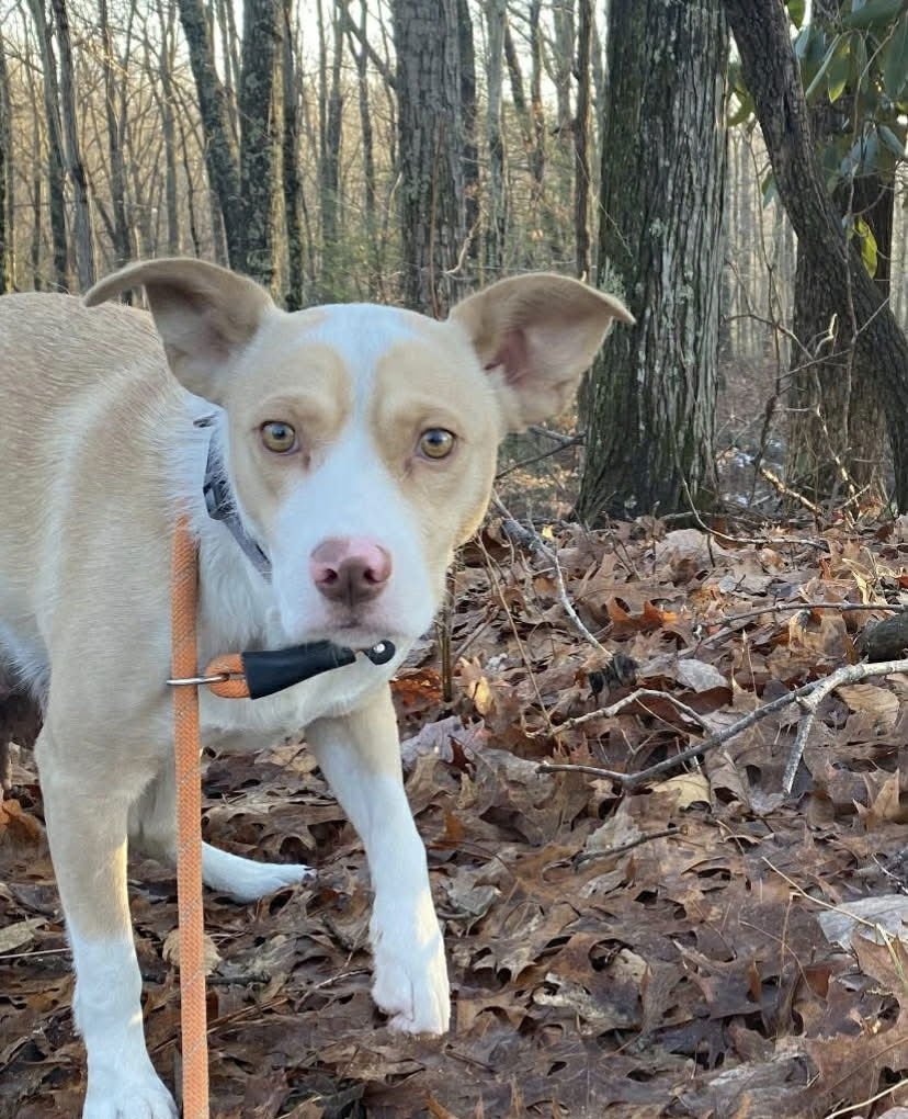 MOLLY - Terrier available for adoption