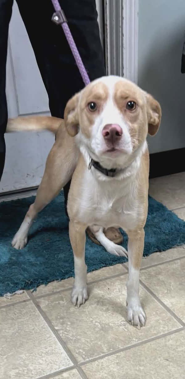 MOLLY - Terrier available for adoption