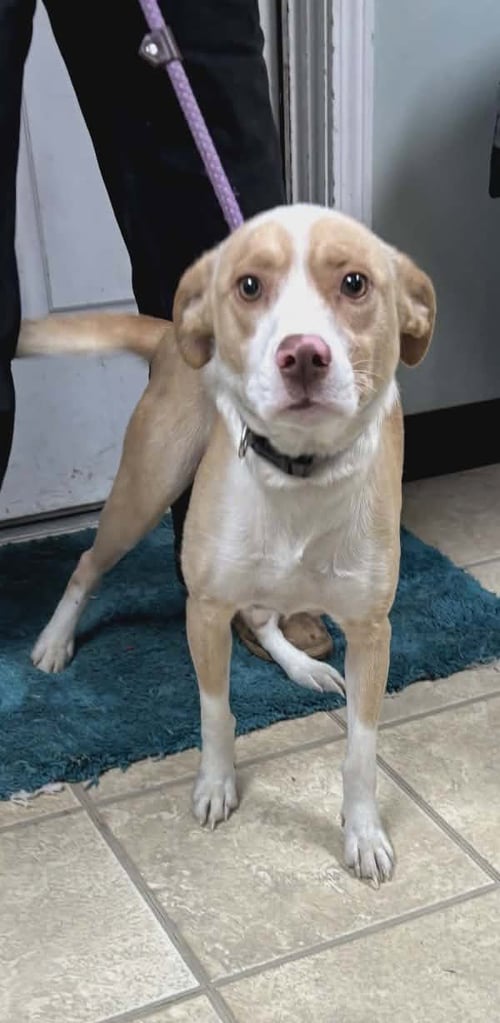 MOLLY - Terrier available for adoption