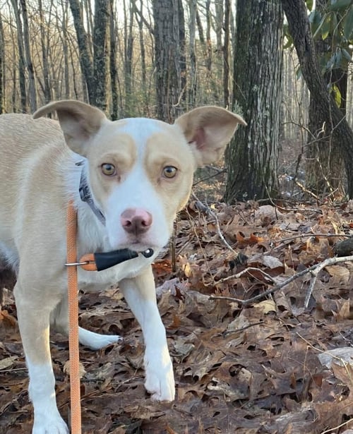 MOLLY - Terrier available for adoption