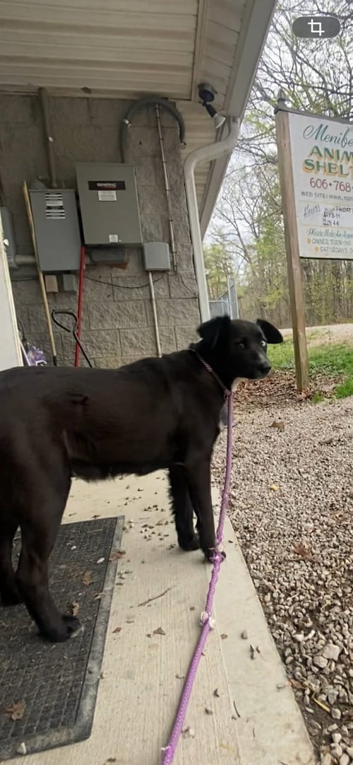 ATHENA - Australian Shepherd available for adoption