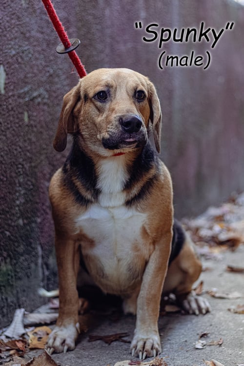 SPUNKY - Beagle / Hound available for adoption