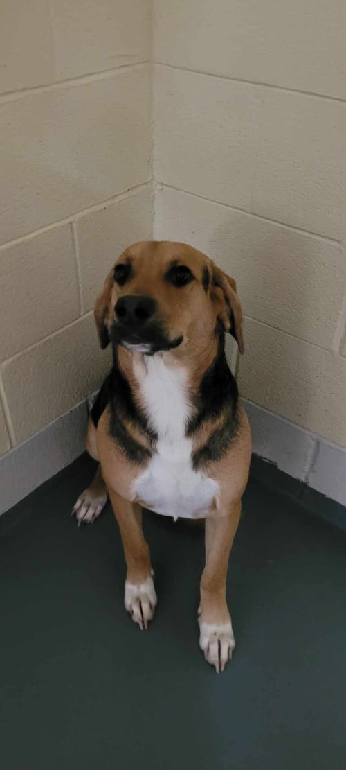 SPUNKY - Beagle / Hound available for adoption