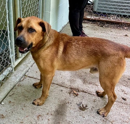 ROCKY - Retriever available for adoption