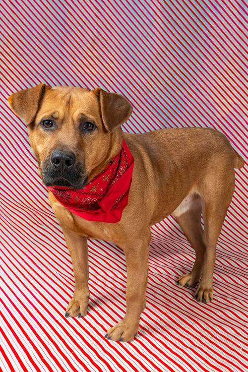 ROCKY - Retriever available for adoption