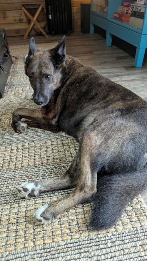 TRIGGER - Cattle Dog / Shepherd available for adoption