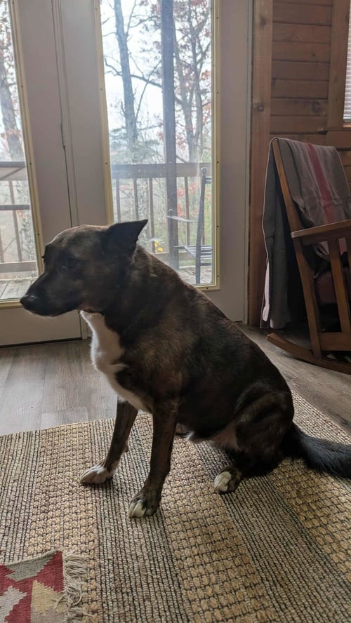 TRIGGER - Cattle Dog / Shepherd available for adoption