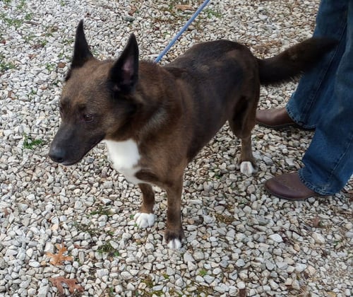 TRIGGER - Cattle Dog / Shepherd available for adoption