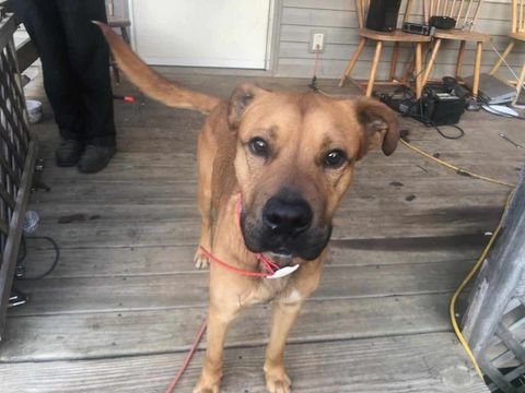 BROWNIE - Labrador Retriever / Boxer available for adoption