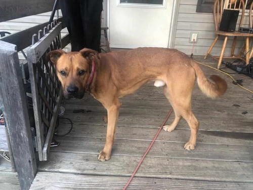 BROWNIE - Labrador Retriever / Boxer available for adoption