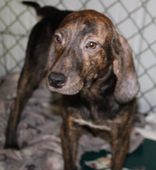 HARLAN - Hound / Mountain Cur available for adoption