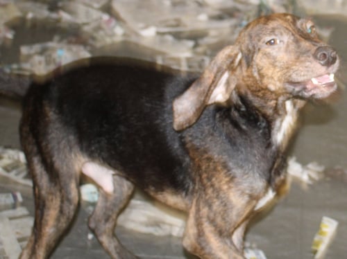 HARLAN - Hound / Mountain Cur available for adoption