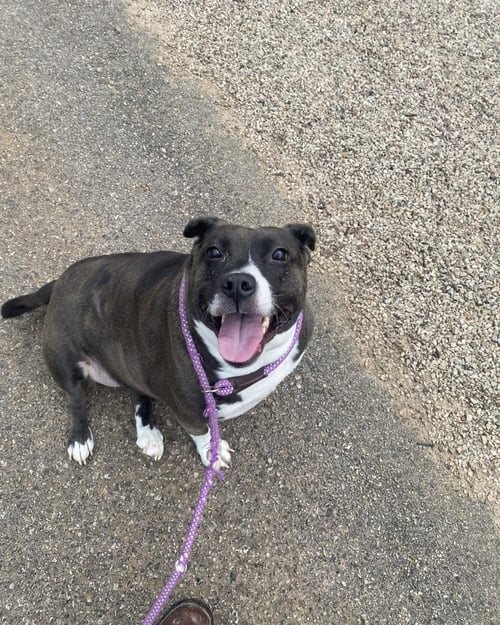 BIRDIE - Pit Bull Terrier / Basset Hound available for adoption