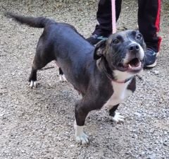 BIRDIE - Pit Bull Terrier / Basset Hound available for adoption