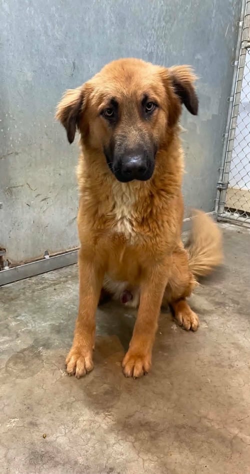 SPUD - Retriever available for adoption