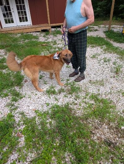 SPUD - Retriever available for adoption