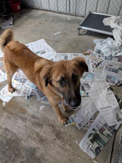 SPUD - Retriever available for adoption