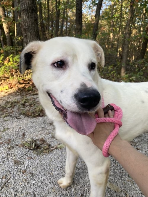 PARKER - Dalmatian / Great Pyrenees available for adoption